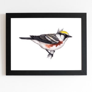 Chestnut sided Warbler Art Print 5x7 inches, bird art, bird art print, birding, birdwatching, bird lover, backyard birds warbler