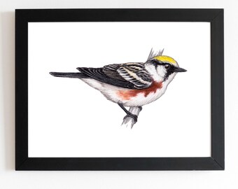 Chestnut sided Warbler Art Print 5x7 inches, bird art, bird art print, birding, birdwatching, bird lover, backyard birds warbler