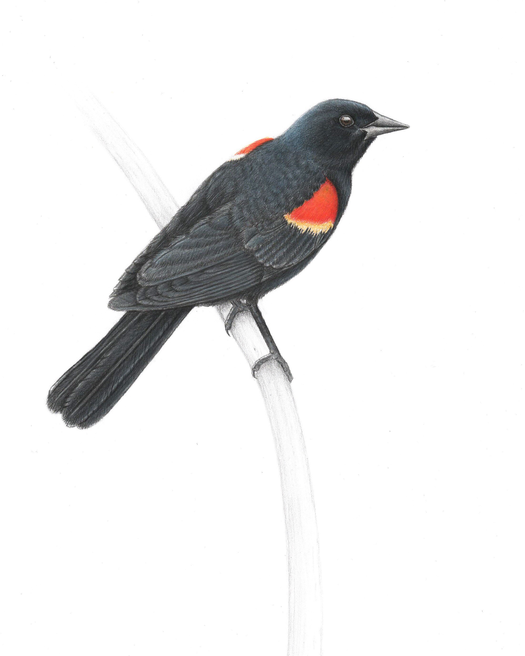 Red-Winged Blackbird