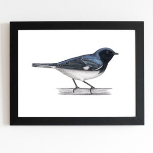 Black-throated Blue Warbler Art Print 5x7 inches, bird art, bird art print, birding, birdwatching, bird lover, backyard birds warbler