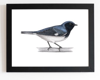 Black-throated Blue Warbler Art Print 5x7 inches, bird art, bird art print, birding, birdwatching, bird lover, backyard birds warbler