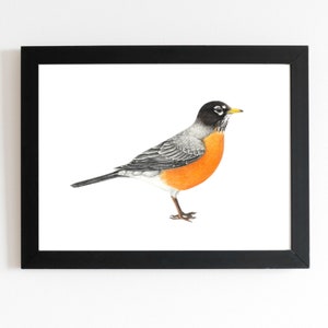 American Robin illustration | bird art | drawing | print birding birdwatching 5x7