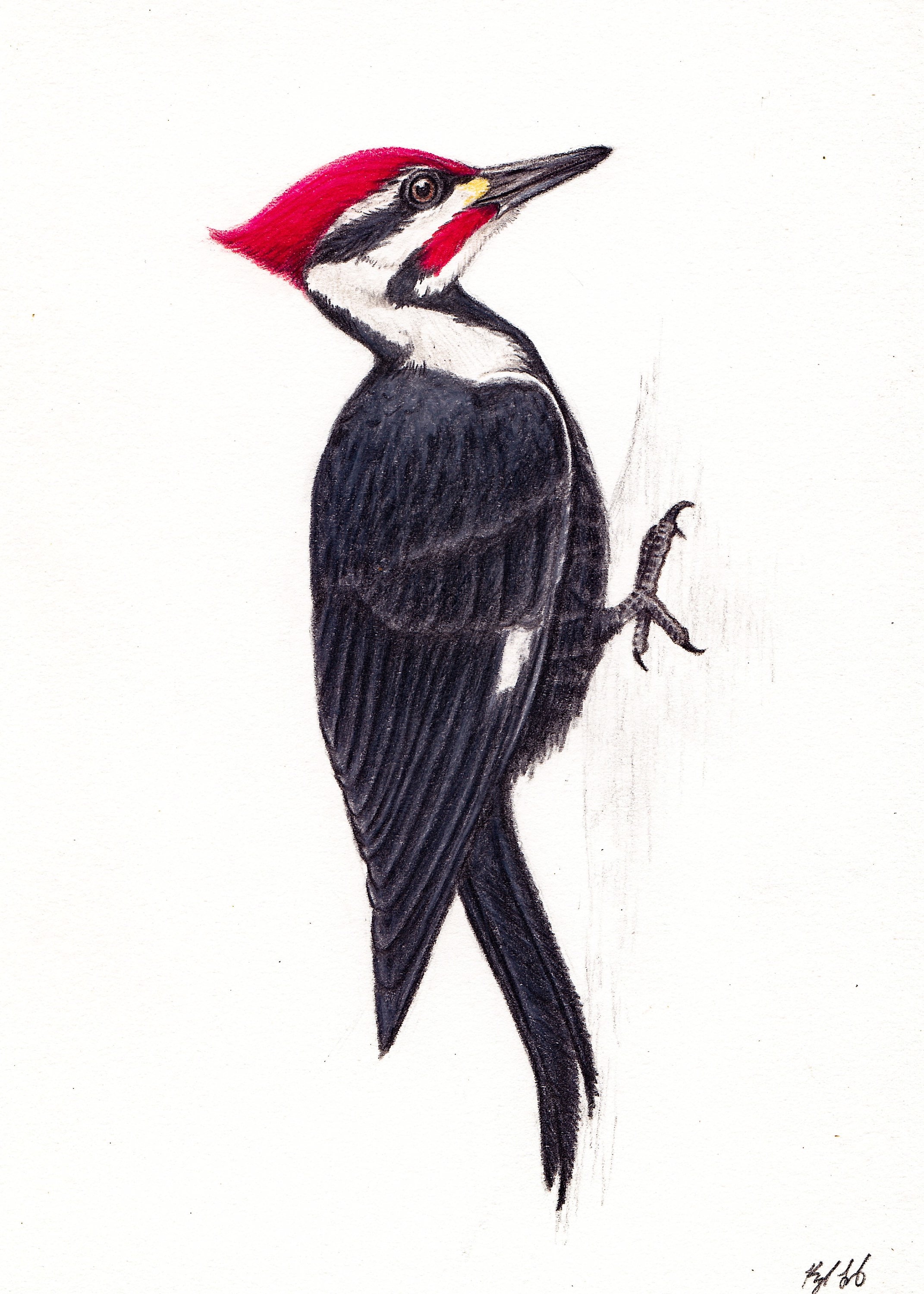 Woodpecker Sketch