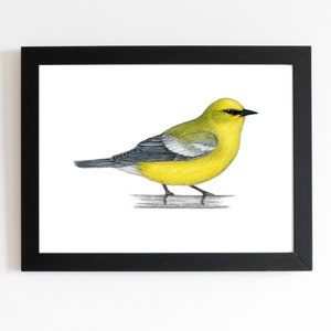 Blue-winged Warbler Art Print 5x7 inches, bird art, bird art print, birding, birdwatching, bird lover, backyard birds warbler