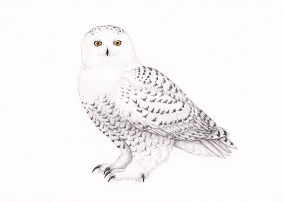 Snowy Owl Art Drawing Owl Decor Owl Drawing Snowy Owl Etsy