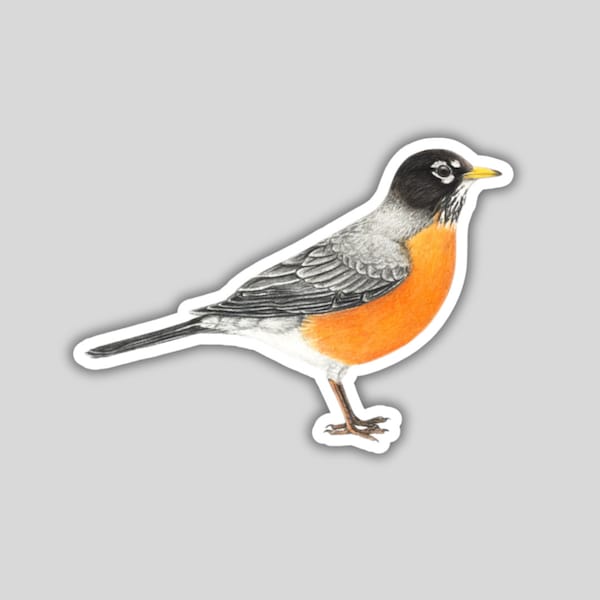 American Robin Sticker, water-resistant, bird lover gift, birding birdwatching birder
