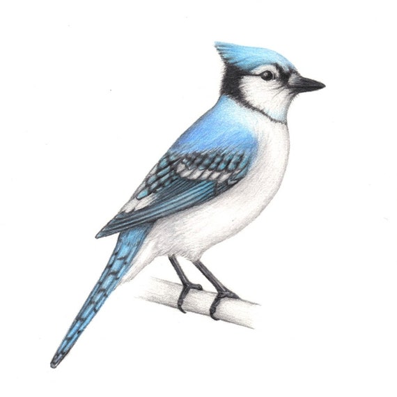 Blue jay art illustration drawing bird birds ornithology print 5x7