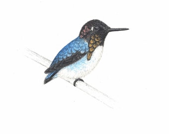 Lifesize Bee hummingbird drawing illustration bird art print  5x7