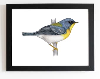 Northern Parula Warbler Art Print 5x7 inches, bird art, bird art print, birding, birdwatching, bird lover, backyard birds warbler