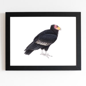 California Condor Art Print 5x7 inches, birding birdwatcher bird lover gift vulture