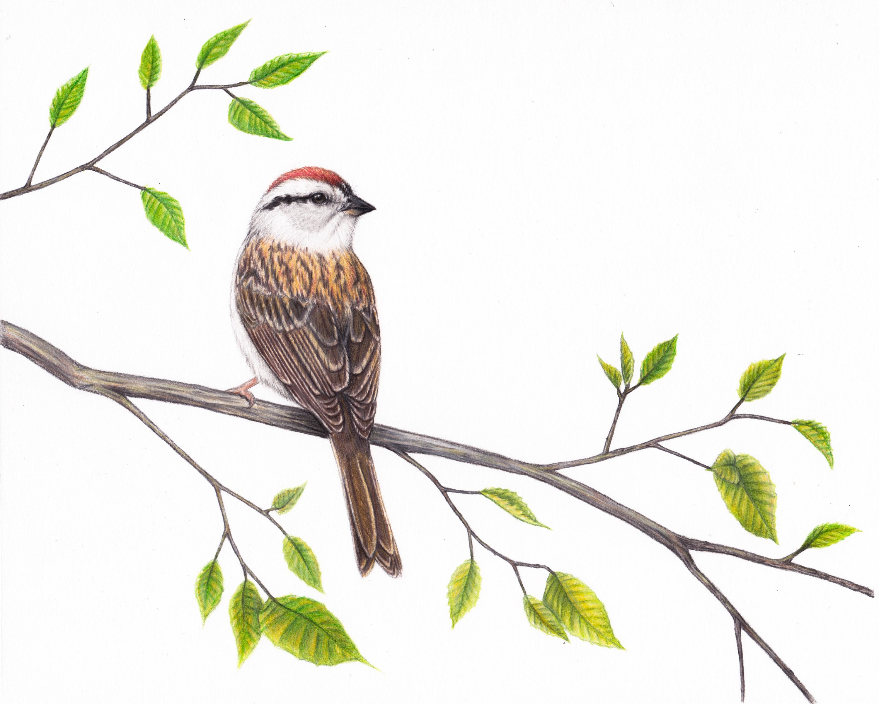 Lifesize Chipping Sparrow Drawing Art Print 8x10 Colored Etsy