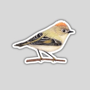 Op de afbeelding: Een kleine, groene en gele vogel met een rode kroon die op een tak zit. De vogel heeft zwarte strepen op zijn vleugels en een witte buik.