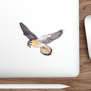 American Kestrel sticker decal, water-resistant, bird lover gift, birding birdwatching birder birds of prey falcon raptor hawk watch