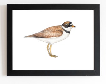 Semipalmated Plover Art Print 5x7 inches, bird art, bird art print, birding, birdwatching, bird lover, shorebird, sandpiper