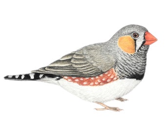 Zebra finch art illustration, drawing artwork, pet finch 5x7 decor gift