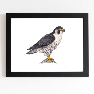 Peregrine Falcon Art Print 5x7 inches, falconry art, birds of prey, birding, birdwatching,