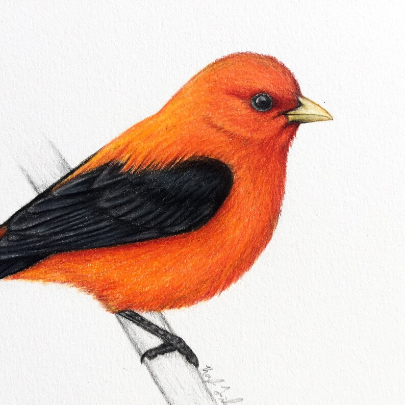 Scarlet Tanager Original Art Bird Art Bird Drawing Ornithology Birding ...