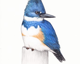 Belted kingfisher art print 5x7 birding birdwatching bird lover decor