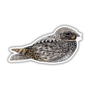 May include: A sticker featuring a detailed illustration of a bird, likely a nightjar, in shades of gray, brown, and black. The bird is depicted in a resting position, with its wings folded and body slightly angled. The sticker has a white border.