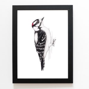 Downy Woodpecker Art Print 5x7 inches, backyard birds, bird feeding, birder, birdwatching, bird lover