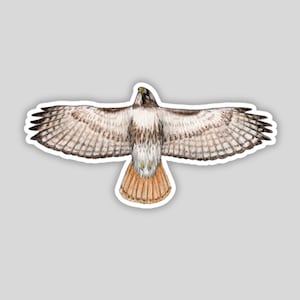 Flying Red tailed Hawk sticker, water-resistant, backyard bird lover gift, birding bird of prey raptor backyard birds