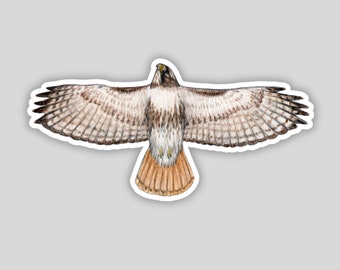 Flying Red tailed Hawk sticker, water-resistant, backyard bird lover gift, birding bird of prey raptor backyard birds