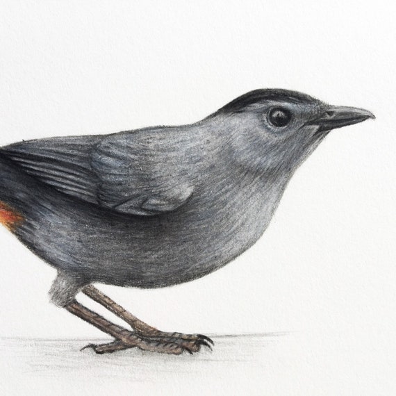 Gray Catbird Art Illustration Bird Artwork Ornithology Print 5x7