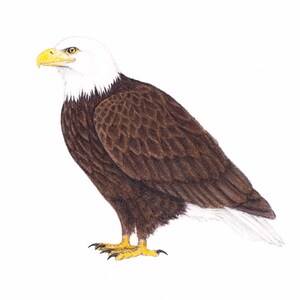 Original art Bald eagle drawing bird of prey raptor wildlife 5x7