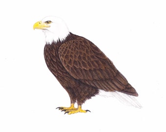 Original art Bald eagle drawing bird of prey raptor wildlife 5x7
