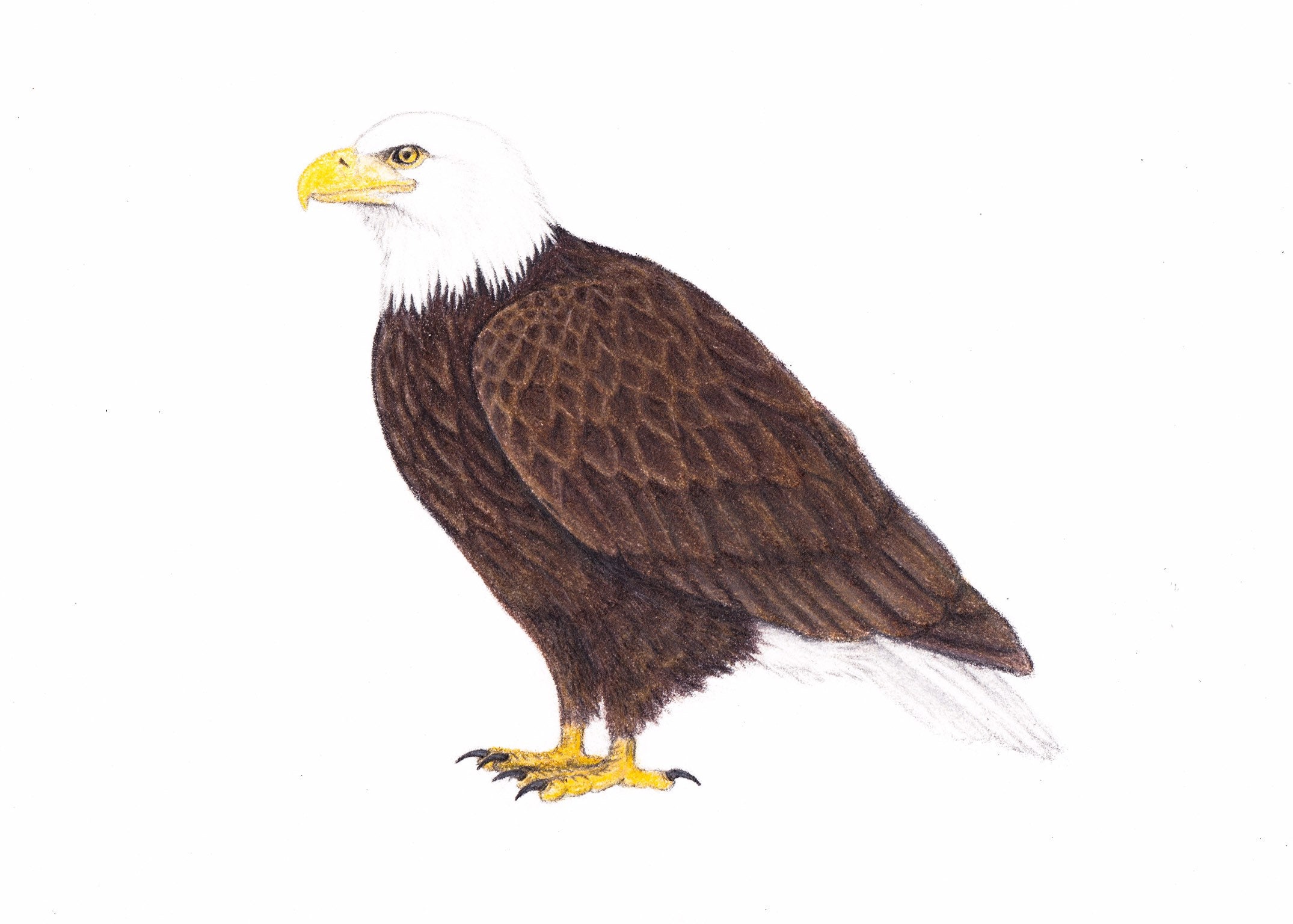 Bald Eagle in Flight Drawing by Rita Polizzi - Pixels
