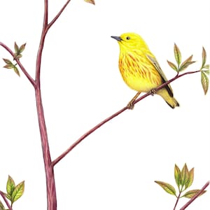 Yellow warbler art print, birding, birdwatching, bird lover gift