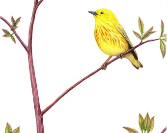 Lifesize original Yellow Warbler drawing, colored pencil art, birds birding birdwatching 8x10