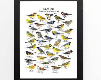 Warblers of eastern North America, bird art, bird art print, birding, birdwatching, bird lover, backyard birds warbler