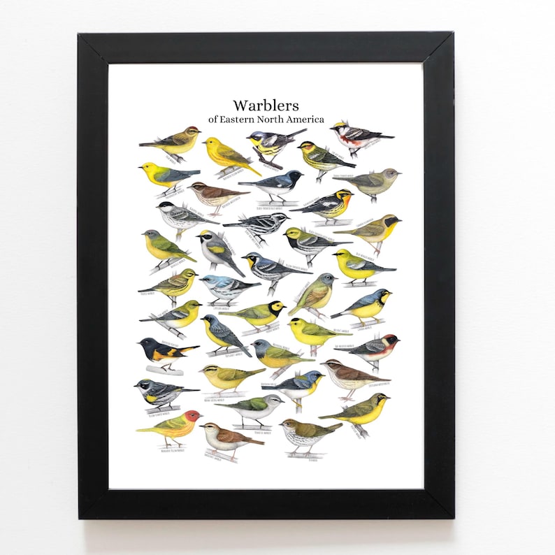 Warblers of eastern North America, bird art, bird art print, birding, birdwatching, bird lover, backyard birds warbler afbeelding 1