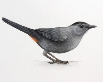 Gray catbird art illustration bird artwork ornithology print 5x7