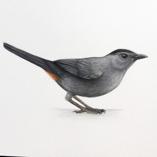 Gray catbird art illustration bird artwork ornithology print 5x7