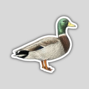 Mallard duck sticker, water-resistant, bird lover gift, birding birdwatching birder