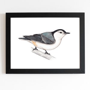 White-breasted Nuthatch Art Print 5x7 inches, backyard birds, bird feeding, birder, birdwatching, bird lover