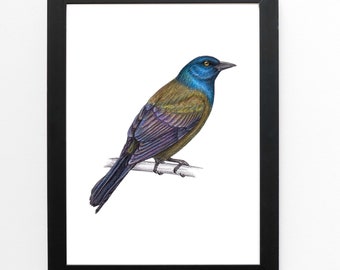 May include: A detailed illustration of a blue and green bird perched on a branch. The bird has a blue head and neck, a green body, and a long tail.
