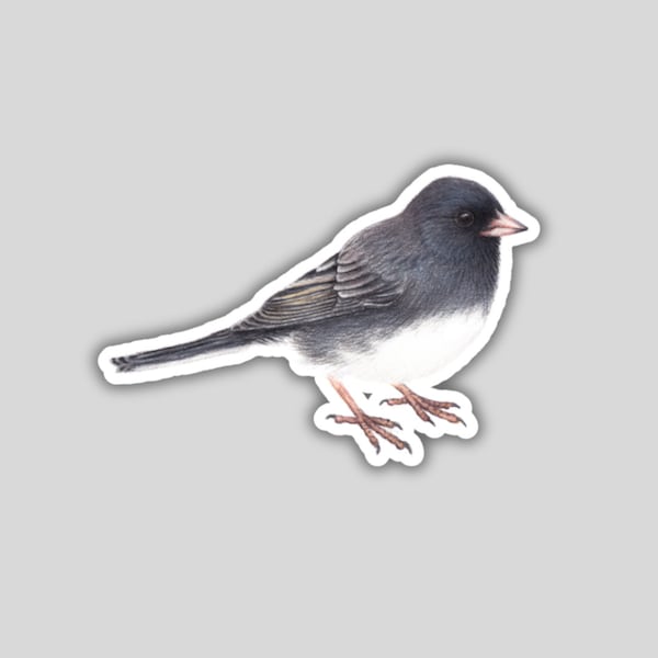 Dark eyed Junco, water-resistant, bird lover gift, birding birdwatching birder backyard birds