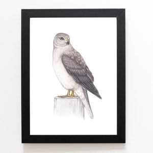 Northern Harrier Art Print 5x7 inches, bird art, bird art print, bird lover, bird of prey, gray ghost grassland
