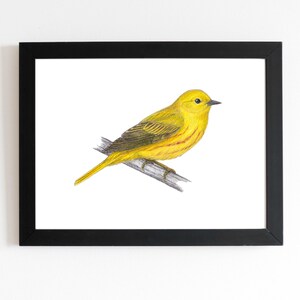Yellow Warbler Art Print 5x7 inches, bird art, bird art print, birding, birdwatching, bird lover, backyard birds warbler