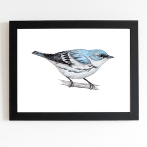 Cerulean Warbler Art Print 5x7 inches, bird art, bird art print, birding, birdwatching, bird lover, backyard birds warbler