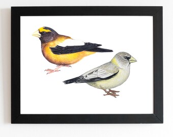 May include: A framed print featuring two detailed bird illustrations. One bird has yellow, black, and white plumage, while the other is primarily gray and yellow. The artwork is set against a white background within a black frame.