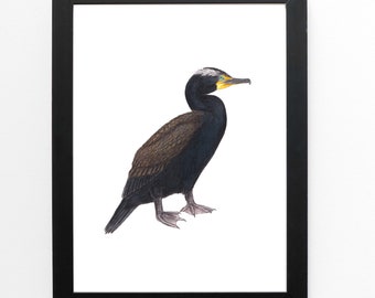 Double-crested Cormorant Art Print 5x7 inches, bird art, bird art print, bird lover waterbird