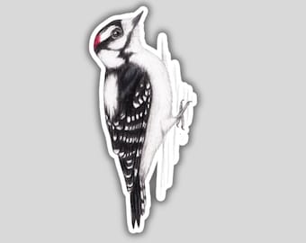 Downy Woodpecker sticker, water-resistant, backyard bird lover gift, birding birdwatching birder