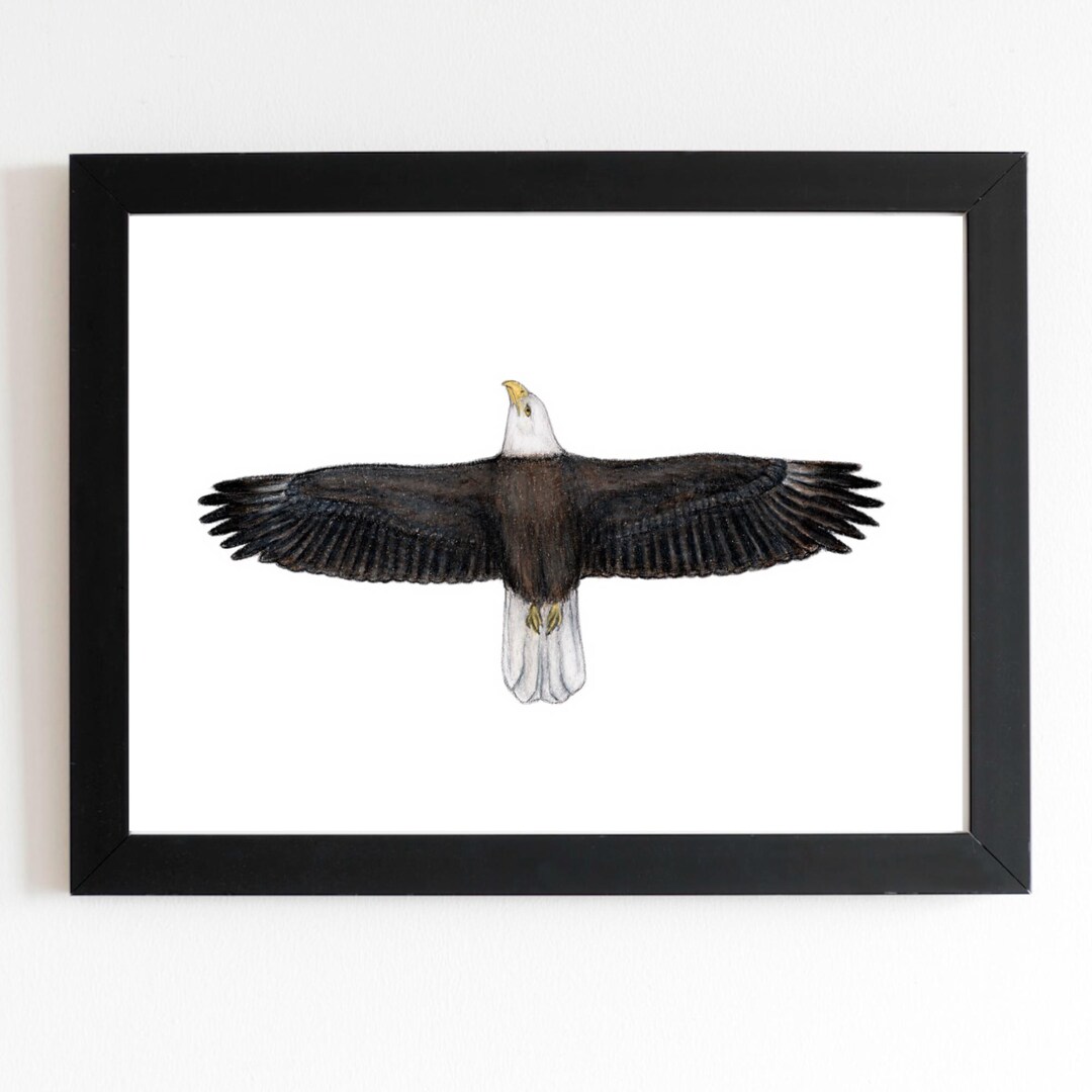 Bald Eagle Art Print 5x7 Bird of Prey Raptor Wildlife Birder ...