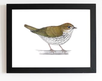 May include: A detailed illustration of a small, brown and green bird with white markings perched on a branch. The bird has a long, thin beak and a round head.