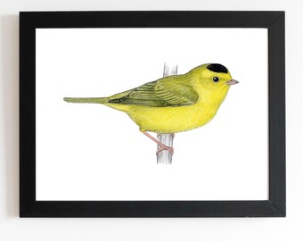 Wilsons Warbler Art Print 5x7 inches, bird art, bird art print, birding, birdwatching, bird lover, backyard birds warbler