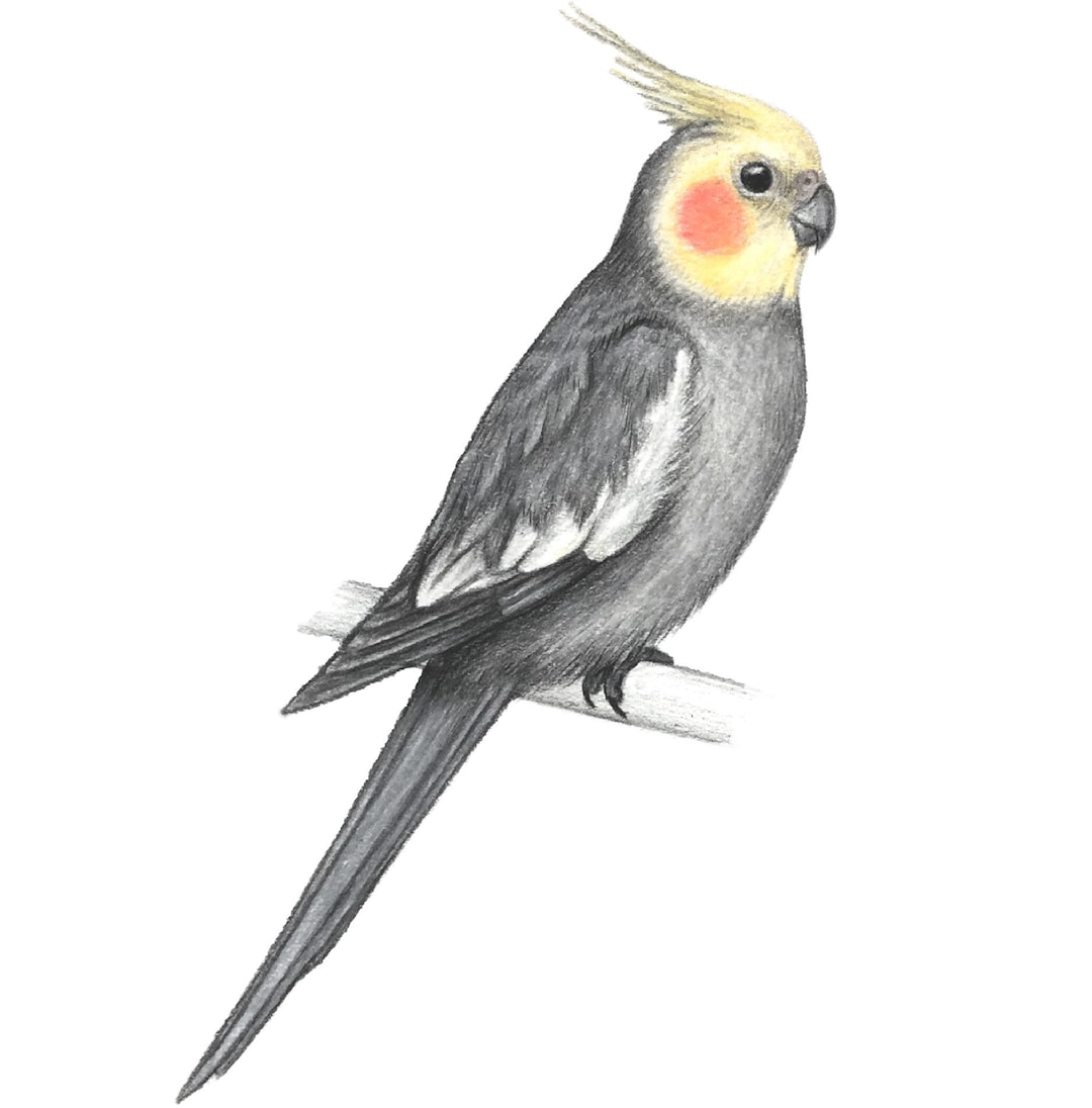 Cockatiel Art Drawing 5x7 Parrot Bird Pet Print - Etsy